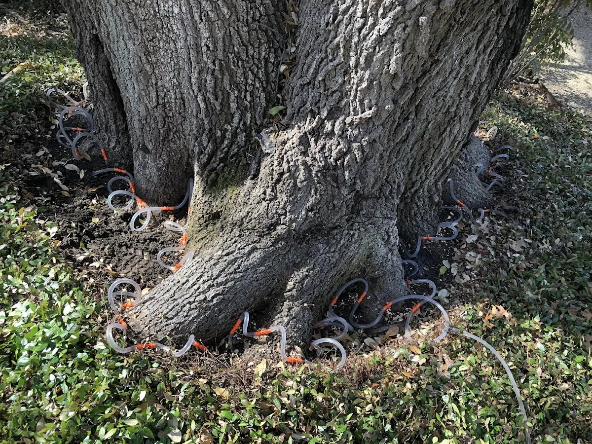 Detailed Tree Cabling and Bracing job site in Pelham