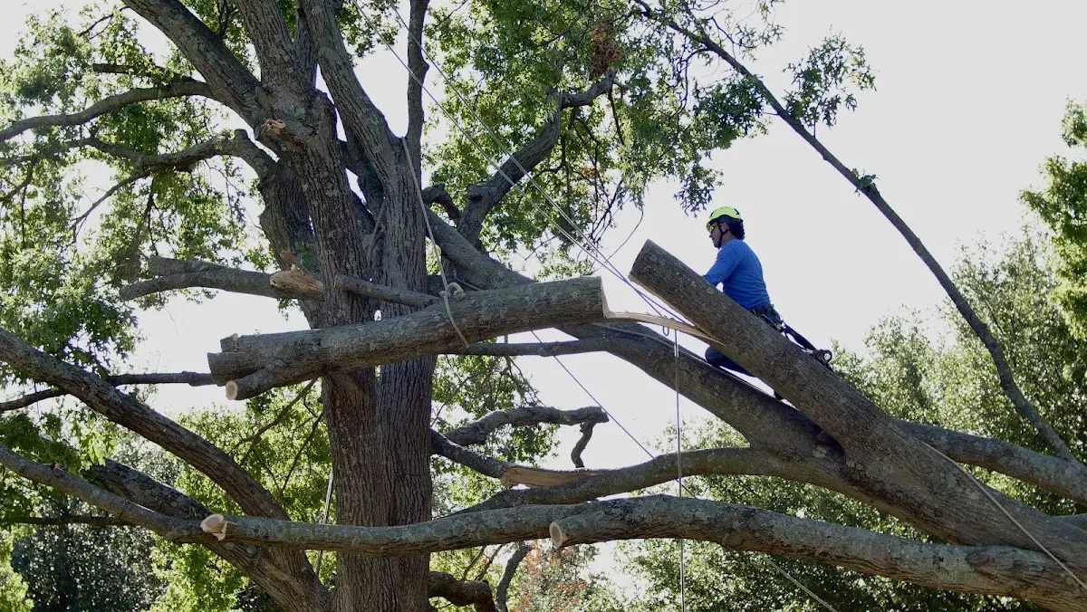Professional Hazardous Tree Removal performed by certified arborists in Pelham