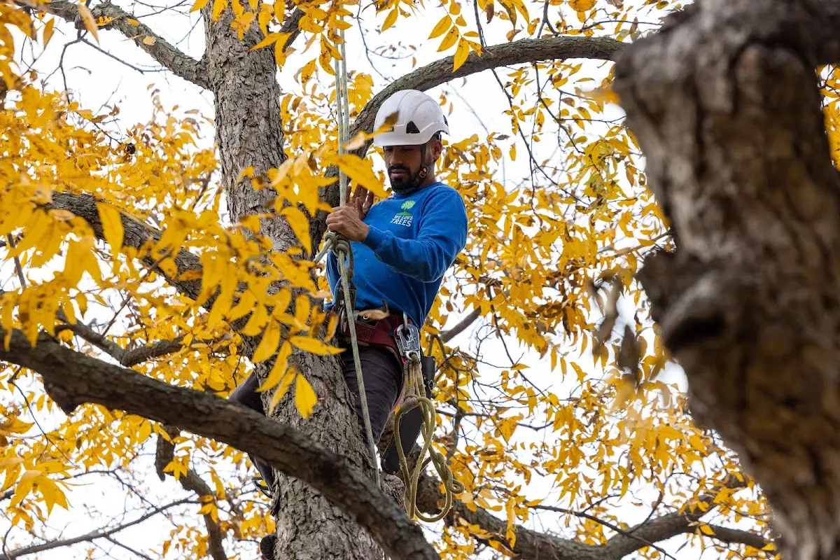 Skilled Tree Planing crew working in Pelham